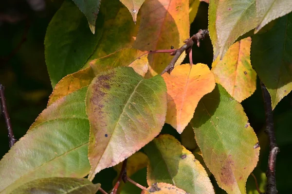 Vista Ramos Árvore Outono Com Folhas Amarelas — Fotografia de Stock