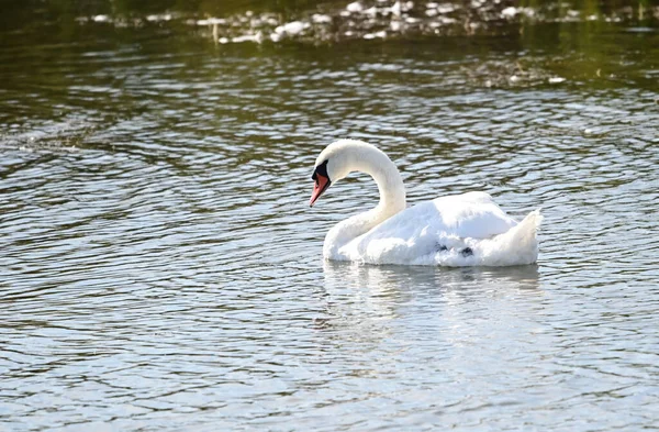 Belo Cisne Branco Com Filhotes Nadando Superfície Água Lago Dia — Fotografia de Stock