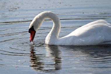 Güzel beyaz kuğu yaz günü göl yüzeyinde yüzüyor. 