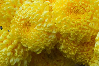 Yumuşak, güzel çiçekler. Kapat..