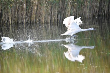 Güzel beyaz kuğu yaz günü göl yüzeyinde uçuyor. 