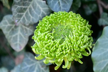 Yumuşak, güzel çiçekler. Kapat..