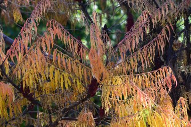 Sarı yapraklı sonbahar ağacı dalları manzarası 