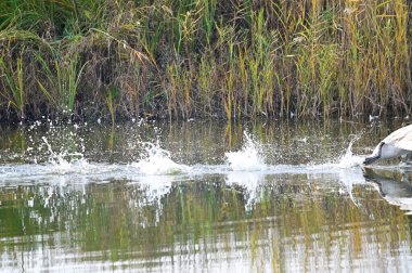 Güzel beyaz kuğu yaz günü göl yüzeyinde uçuyor. 