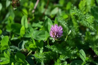 Güneşli yaz gününde bahçede büyüyen güzel bir çiçek. 