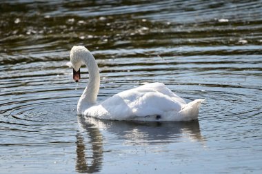 Güzel beyaz kuğu yaz günü göl yüzeyinde yüzüyor. 