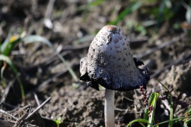 Yerde büyüyen mantarın yakın plan çekimi.