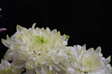 Bir buket güzel çiçek, yaz konsepti, yakın manzara   