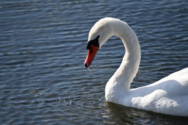 Güzel beyaz kuğu yaz günü göl yüzeyinde yüzüyor. 