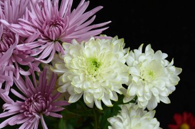 Bir buket güzel çiçek, yaz konsepti, yakın manzara   