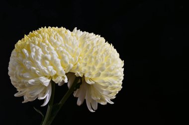 Bir buket güzel çiçek, yaz konsepti, yakın manzara   