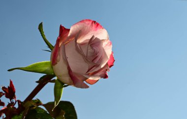 Mavi gökyüzünde güzel, narin bir gül