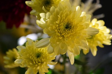 Yumuşak, güzel çiçekler. Kapat..