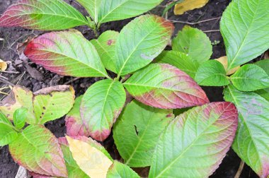 Sonbahar yapraklarını kapatın.