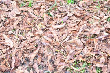 Yere düşen sonbahar yaprakları, yakın görüş 