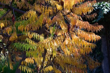 Sarı yapraklı sonbahar ağacı dalları manzarası 
