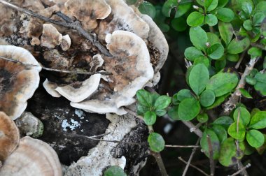 Yerde büyüyen mantarların yakın plan çekimi.