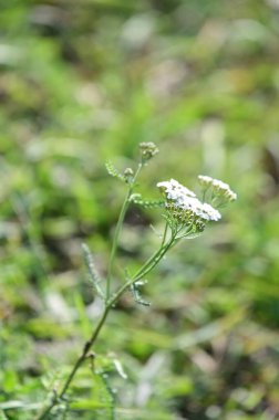 Güneşli yaz gününde bahçede yetişen güzel çiçekler. 