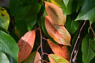 Sarı yapraklı sonbahar ağacı dalları manzarası 