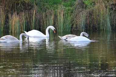Güzel beyaz kuğular yaz günü göl yüzeyinde yüzerler. 