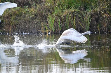 Güzel beyaz kuğular yaz günü göl yüzeyinde yüzerler. 