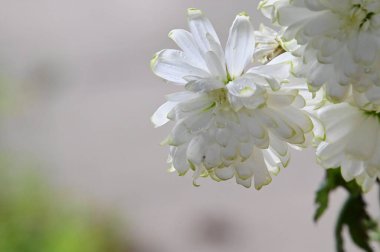 Yumuşak, güzel çiçekler. Kapat..