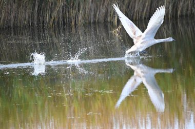 Güzel beyaz kuğu yaz günü göl yüzeyinde uçuyor. 
