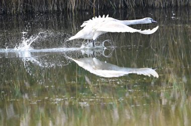 Güzel beyaz kuğu yaz günü göl yüzeyinde uçuyor. 