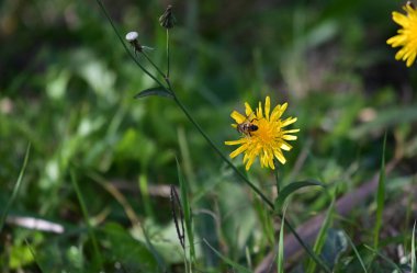 Güneşli yaz gününde bahçede yetişen güzel çiçekler. 