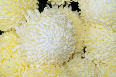 Bir buket güzel çiçek, yaz konsepti, yakın manzara   