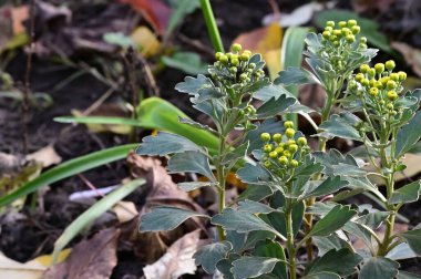 Yumuşak, güzel çiçekler. Kapat..