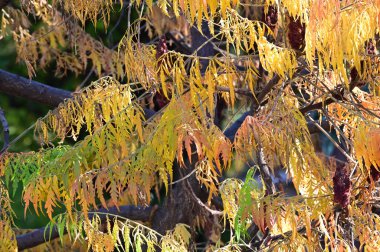 Sarı yapraklı sonbahar ağacı dalları manzarası 