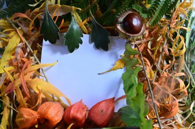 Sonbahar ağacı dalları arasında boş beyaz kağıt kart, yakın görünüm 