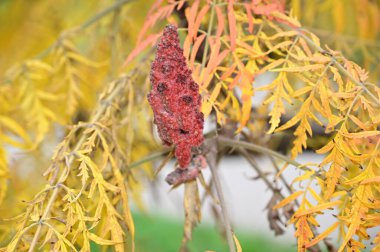 Sarı yapraklı sonbahar ağacı dalları manzarası 