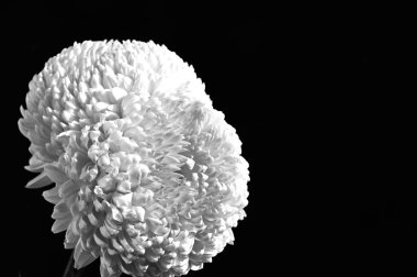 Güneşli yaz gününde bahçede yetişen güzel şakayık çiçekleri 