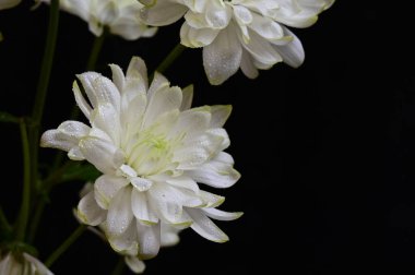 Bir buket güzel çiçek, yaz konsepti, yakın manzara   