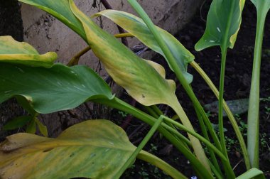 Sonbahar yapraklarını kapatın.