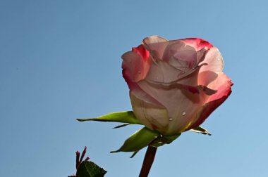 Mavi gökyüzünde güzel, narin bir gül