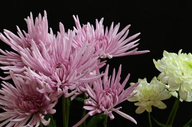 Bir buket güzel çiçek, yaz konsepti, yakın manzara   