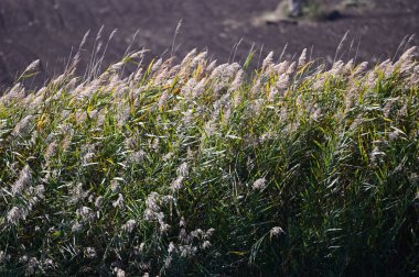 Güneşli bir günde açık havada yetişen yabani otların resimsel görüntüsü
