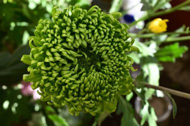 Yumuşak, güzel çiçekler. Kapat..