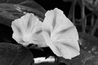 Güneşli yaz gününde bahçede yetişen güzel çiçekler. 