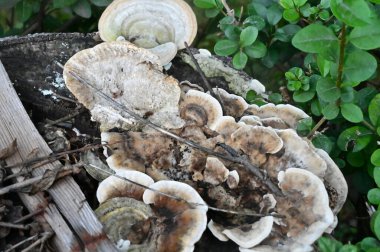 Yerde büyüyen mantarların yakın plan çekimi.