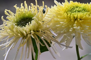 Yumuşak, güzel çiçekler. Kapat..