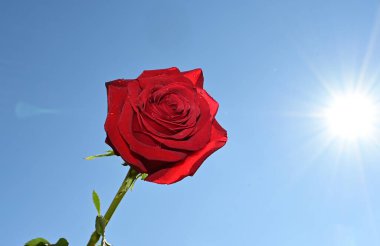 Mavi gökyüzünde güzel, narin bir gül