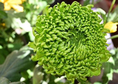 Yumuşak, güzel çiçekler. Kapat..