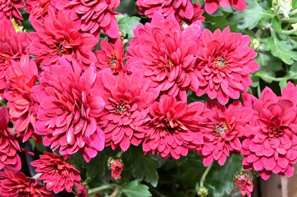 Belles Fleurs Poussant Dans Jardin Journée Ensoleillée Été — Photo