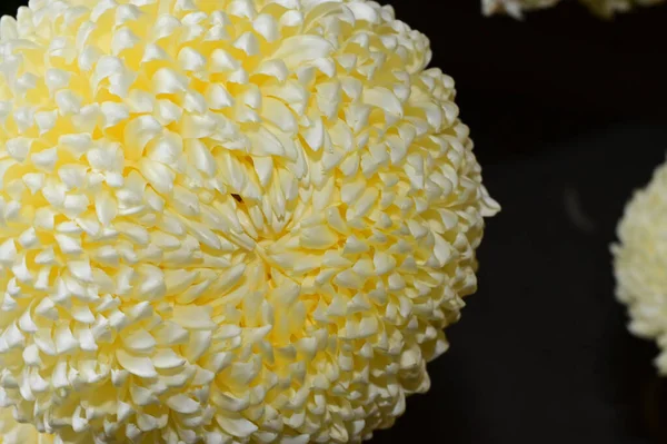 Belle Fleur Poussant Dans Jardin Journée Ensoleillée Été — Photo