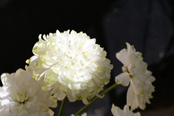 Czułe Piękne Kwitnące Kwiaty Zbliżenie — Zdjęcie stockowe