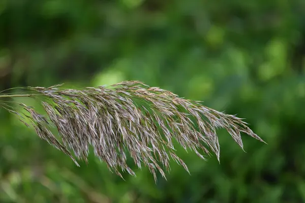 阳光普照的野草在室外生长的景象 — 图库照片